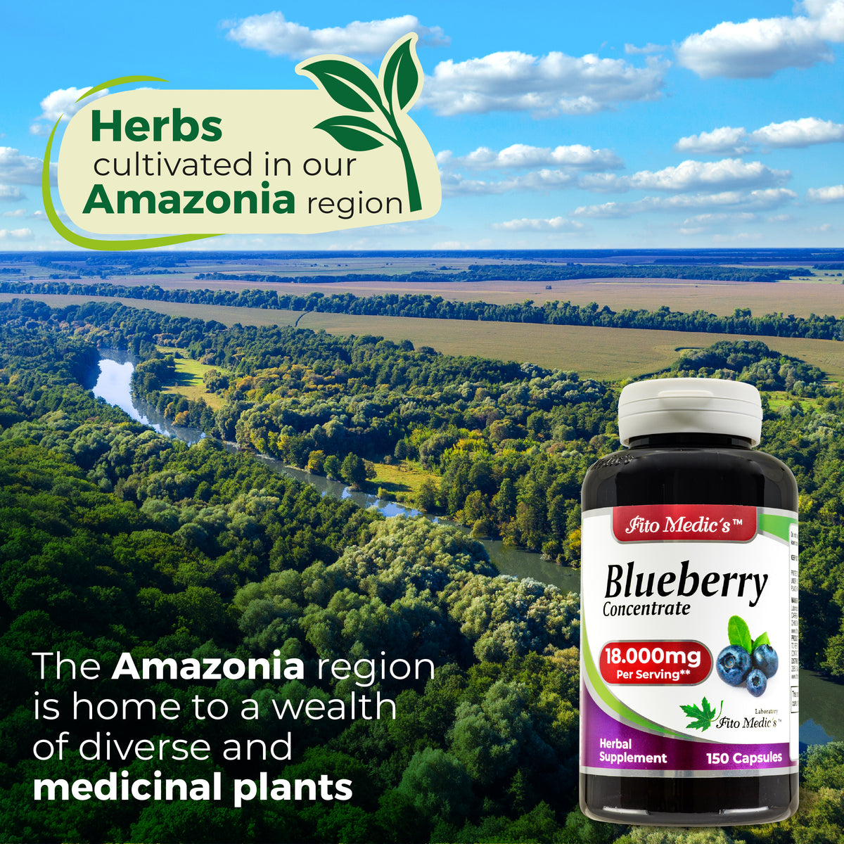 Blueberry Extract Capsules 18,000 mg – 60:1 Concentrate | 150 Quick Release Capsules | Bay Fito Medic's