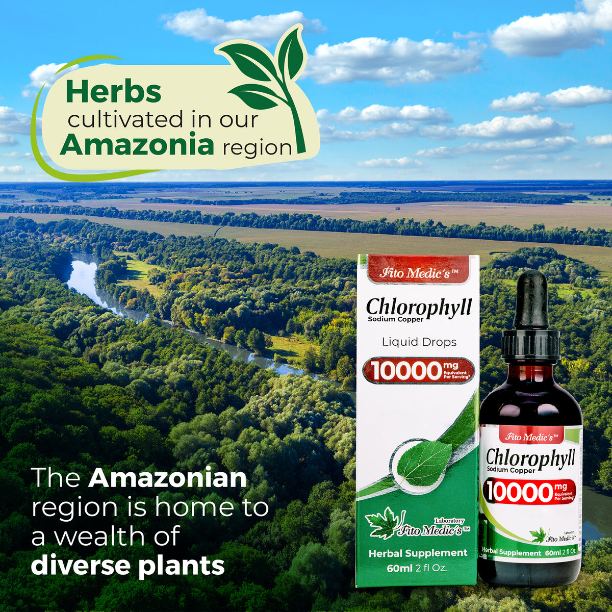 Chlorophyll Drops 10,000 mg | 200:1 Liquid Extract from Mulberry Leaf | 2 fl oz | By Fito Medic's