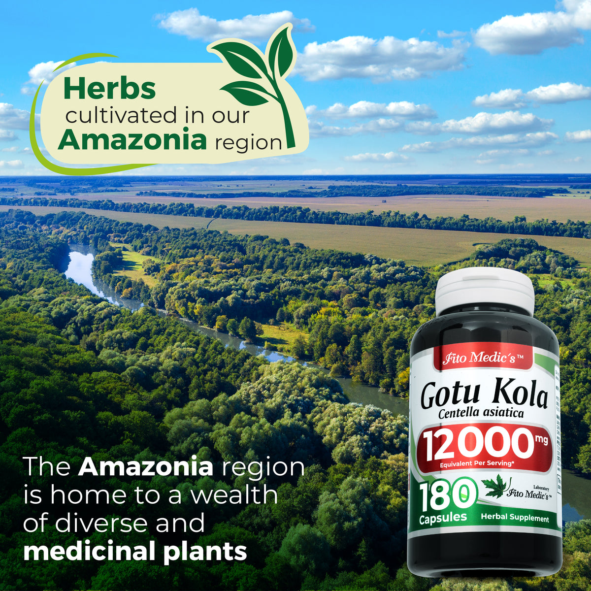 Gotu Kola Leaf Extract 12,000 mg | 20:1 Concentrate | 180 Capsules | Fito Medic's