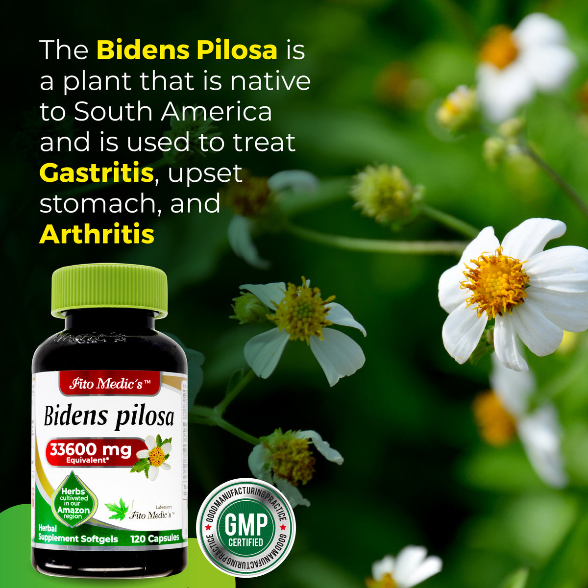Bidens Pilosa Extract | 75:1 Concentrated Herbal Extract | 120 Softgels | By Fito medic's