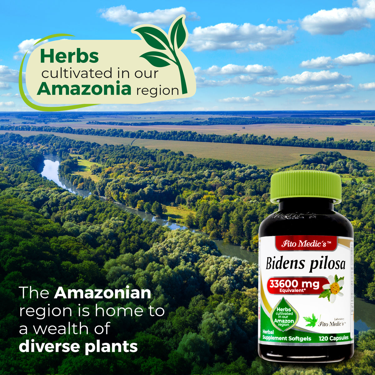 Bidens Pilosa Extract | 75:1 Concentrated Herbal Extract | 120 Softgels | By Fito medic's